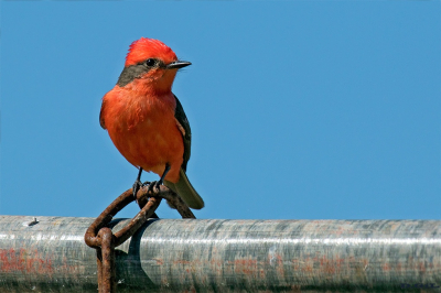 CHURRINCHE (Pyrocephalus rubinus) - Cerro de las Cuentas - CERRO LARGO (Diciembre 2021)